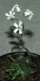 32000 year old plant from ancient fruit siberian ice